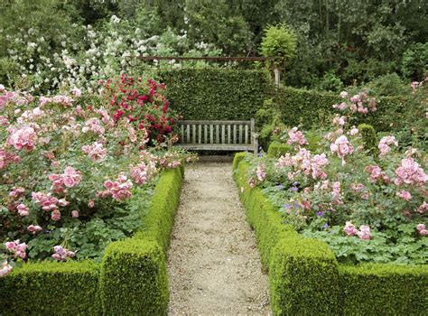 11 Essential Tips For Creating A Rose Garden
