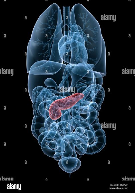 Pancreas And Kidney Hi Res Stock Photography And Images Alamy