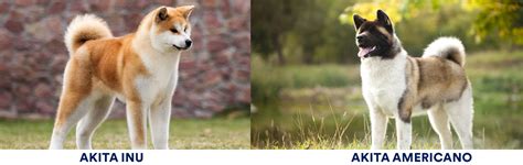 Son Akitas Buenos Perros De Casa