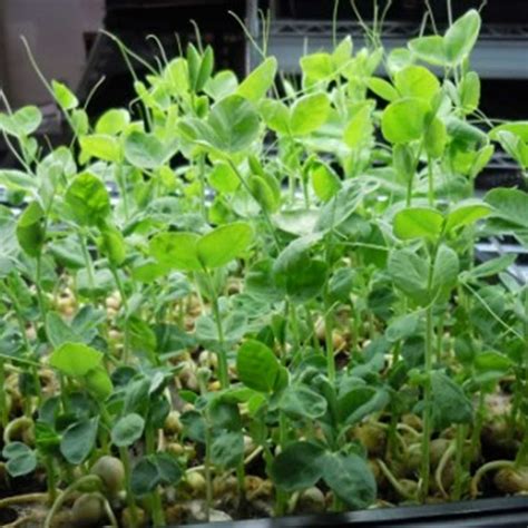 Speckled Pea Sprouting Seeds 1 Lbs Certified Organic Non Gmo Green