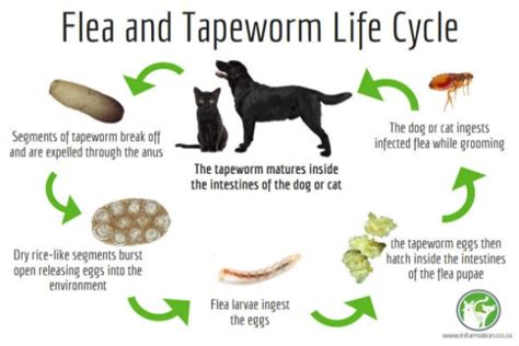 The Relationship Between Fleas And Tape Worms Infurmation