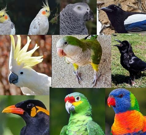 Cuidados Y Entrenamiento De Aves Exóticas Centro De Fauna