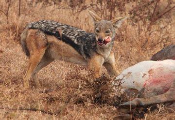Two-thirds of captive-bred carnivores die when released in the wild