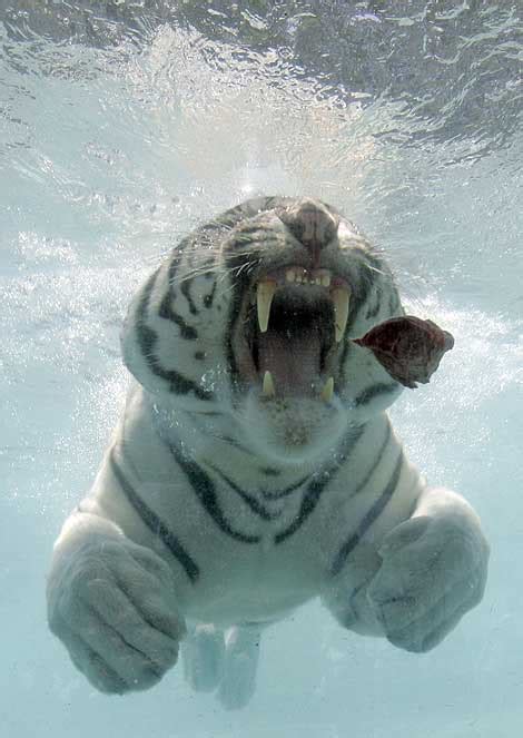 Amazing white tiger underwater!