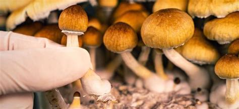 Magic Mushroom Hunting A Field Guide Zamnesia Blog