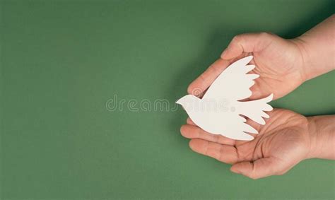 Holding A White Dove In The Hands Symbol Of Peace And Freedom Stock