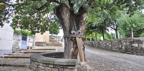 O freixo não ganhou, não foi dessa vez, mas ainda assim valeu a pena. Freixo do centro histórico de Freixo de Espada à Cinta é ...