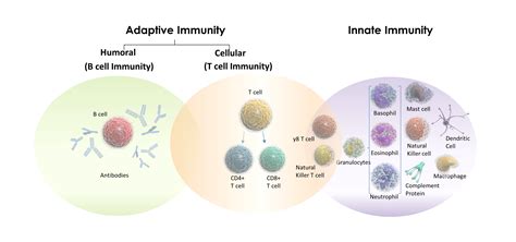 Human Immune System Cells