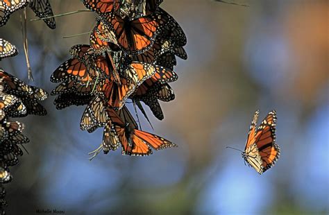Western Monarch Numbers Reach Worrisome New Low