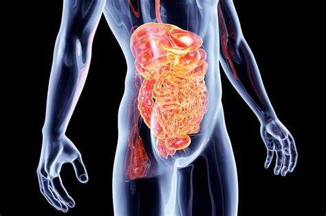 Leaky Gut Syndrome And The Autoimmune Disease Connection