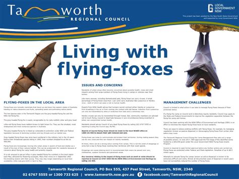 Living With Flying Foxes Tamworth Regional Council