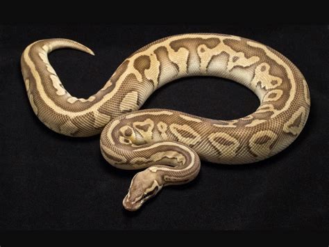 Leopard Lesser Pastel Morph List World Of Ball Pythons