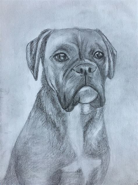 Pencil Drawing Boxer Dog Dog Drawing Cool Art Drawings Drawings