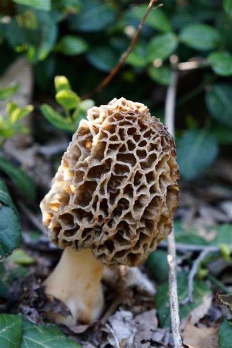 Magical Morel Mushrooms A Savory Wild Food For Boosting Immunity