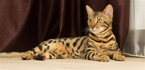 Did you know that there are certain hypoallergenic cat breeds that might not provoke your allergies? Hypoallergenic Cat: 8 Breeds You'll Be Able to Love & Cuddle