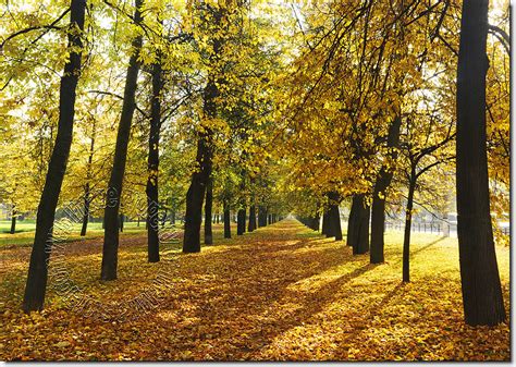 Autumn Park Peel And Stick Wall Mural Full Size Large Wall Murals The