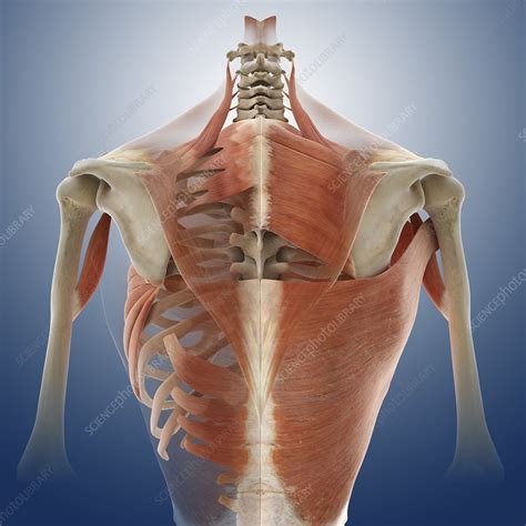 Back muscles, artwork - Stock Image - C013/0810 - Science Photo Library