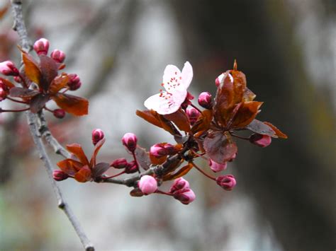 Free Images Spring Flowers Buds Branch Flora Twig Bud Flower