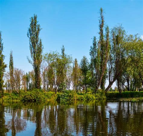 Discover 11 Different Types Of Willow Trees A Z Animals