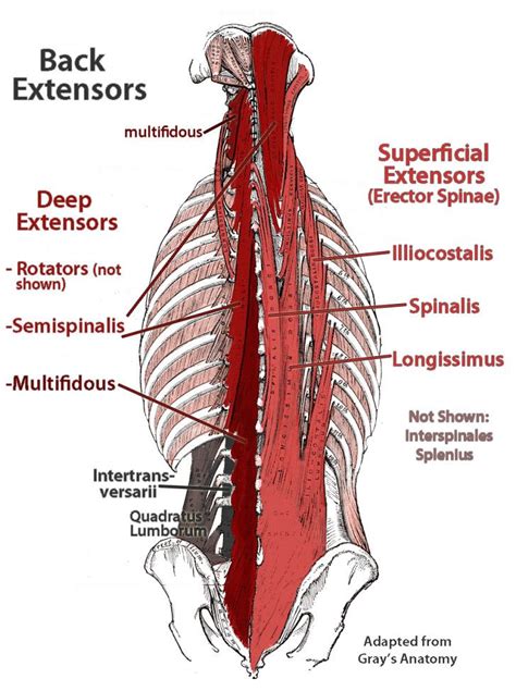 Muscles 7 Deep Muscles Of Back Anatomy Deep Muscles Of Lower Back