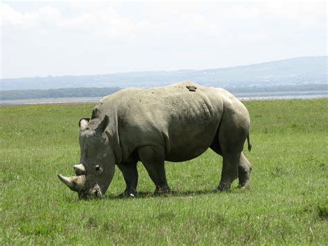 Rhino Eating Free Photo Download Freeimages