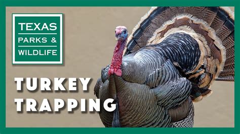 Turkey Trapping Tagging And Research Youtube