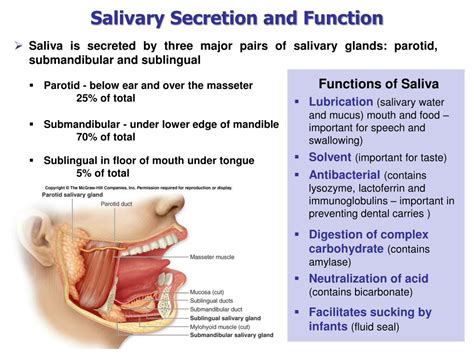 Ppt Physiology Of Mastication Swallowing And Gi Tract Motility
