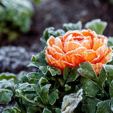 This is when you see the flowers at their best. 12 Best Winter Flowers - Plants That Bloom In the Winter