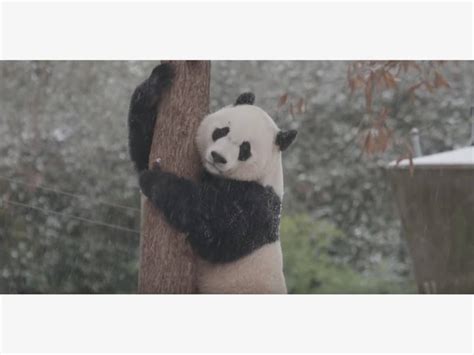 Panda Cam Returns At Dc Zoo Watch Pandas Venture Out Video