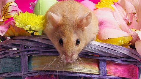 Hamster Wallpapers Hd Beautiful Wallpapers Collection 2014