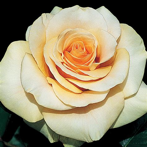 Marilyn Monroe Hybrid Tea Rose New Offerings Edmunds Roses