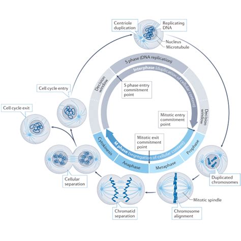 Review In Nature Reviews Mol Cell Biol Cell Cycle Control In Cancer