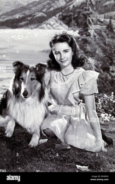 1946 Le Titre Du Film Le Courage De Lassie Directeur Fred Wilcox