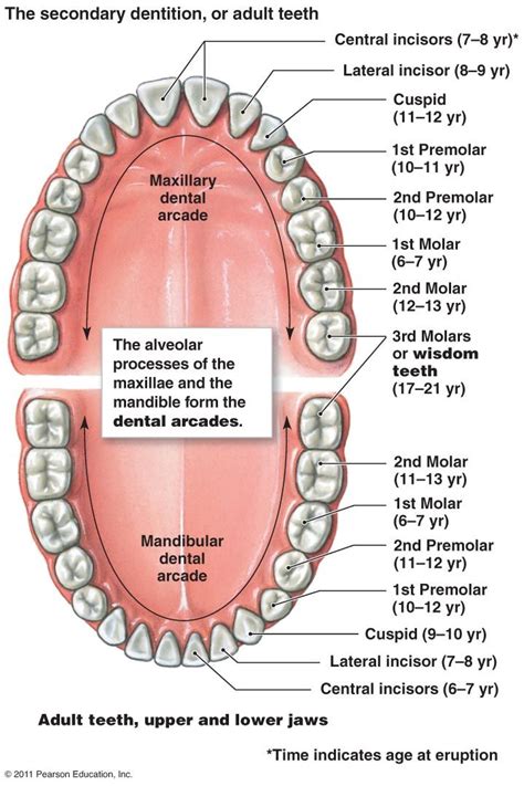 Digestive System Dental Hygiene School Dental Anatomy Teeth Diagram