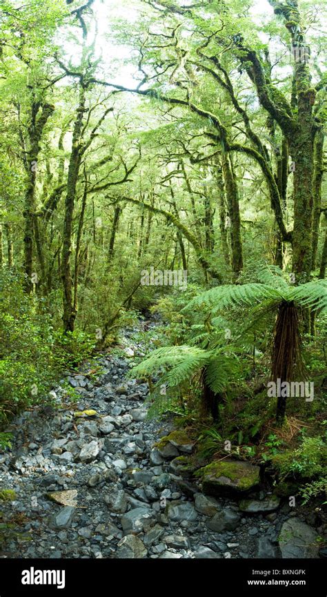 West Coast Temperate Rainforest New Zealand Stock Photo Alamy