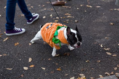 Dogs In Costumes 2012 Tompkins Square Park Halloween Dog Parade Slide