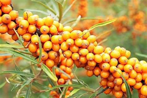 Juicy Orange Buckthorn Berries On Branches In Sun Stock Photo Image