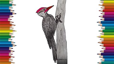How To Draw A Woodpecker Step By Step Bird Drawing Easy Youtube
