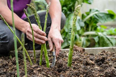 How to Grow Asparagus - BBC Gardeners' World Magazine