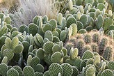 21 Best Cactus Plants to Grow in Your Garden