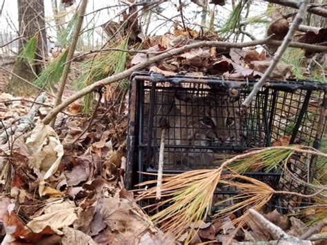 30 Pound Bobcat In A Comstock 12x12x36 Double Door Powered Cage Trap