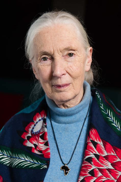 Jane Goodall Images Tracsc