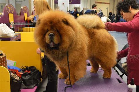Chow Chow Temperament Origins And Care Dog Breed Guide