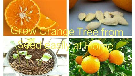 How To Grow Orange Plant From Seed With 100 Success Ii Easy And Fast Way