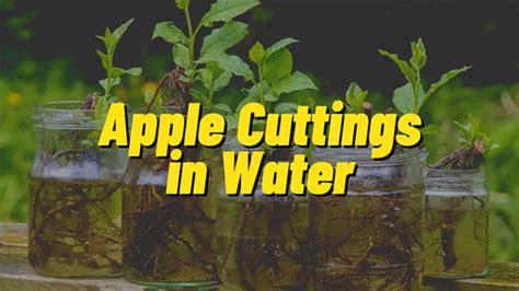 How To Root Apple Tree Cuttings In Water Indoorean
