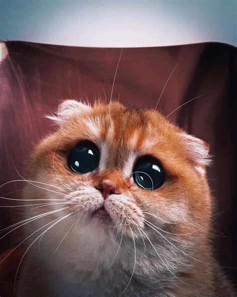 красивые картинкиartарткотэприкольные картинки с кошкамифотографии