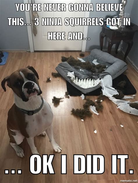 Funny Dog Pet Meme Boxer Dog Quotes Funny Boxer Boxer Dogs