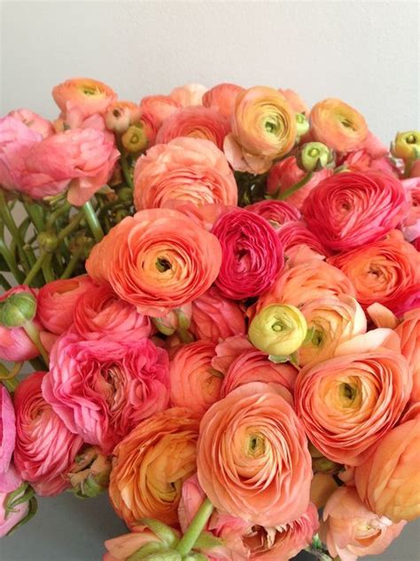 Sono fiori primaverili dal profumo fragrante e si presentano in una palette di colori decisamente il suo nome deriva dal latino e significa stella per via della forma dei suoi petali, stretti e appuntiti. Pin di La figlia dei fiori su Ranuncoli | Composizioni ...