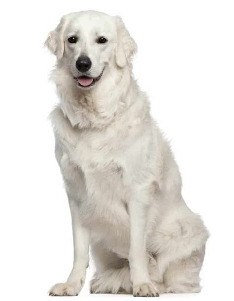 24 Large White Dogs That Weigh More Than 65 Pounds