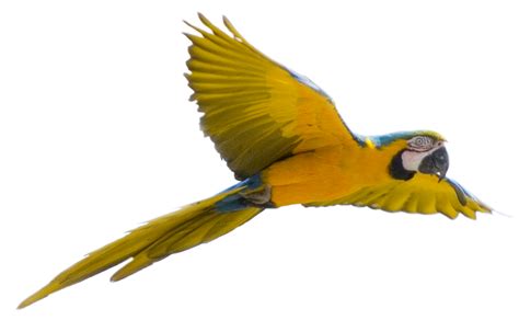 Flying Parrot Clipart